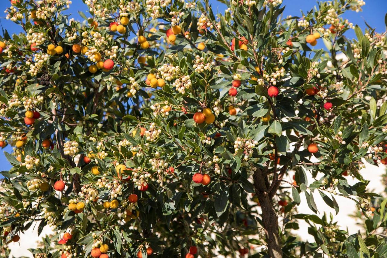 Masseria Lilei Hotel Lizzanello Exterior photo